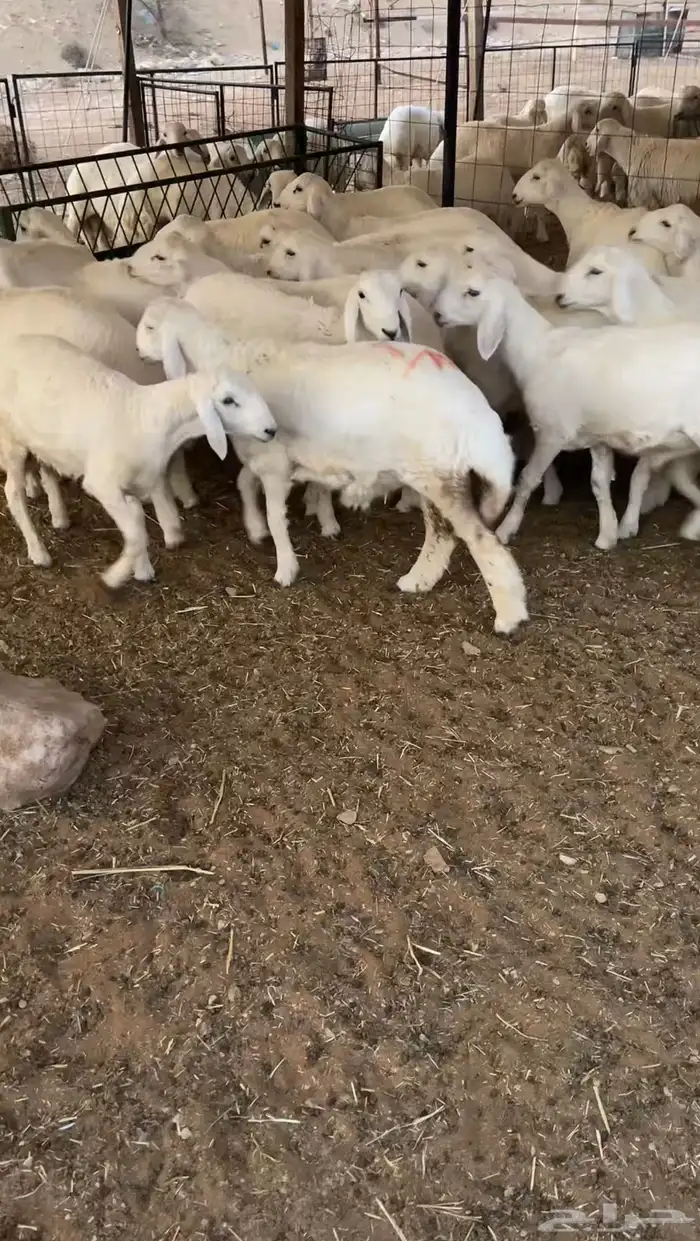 ذبايح حري هرافى نظيفة .. ( الرياض مخرج 36 ) 2