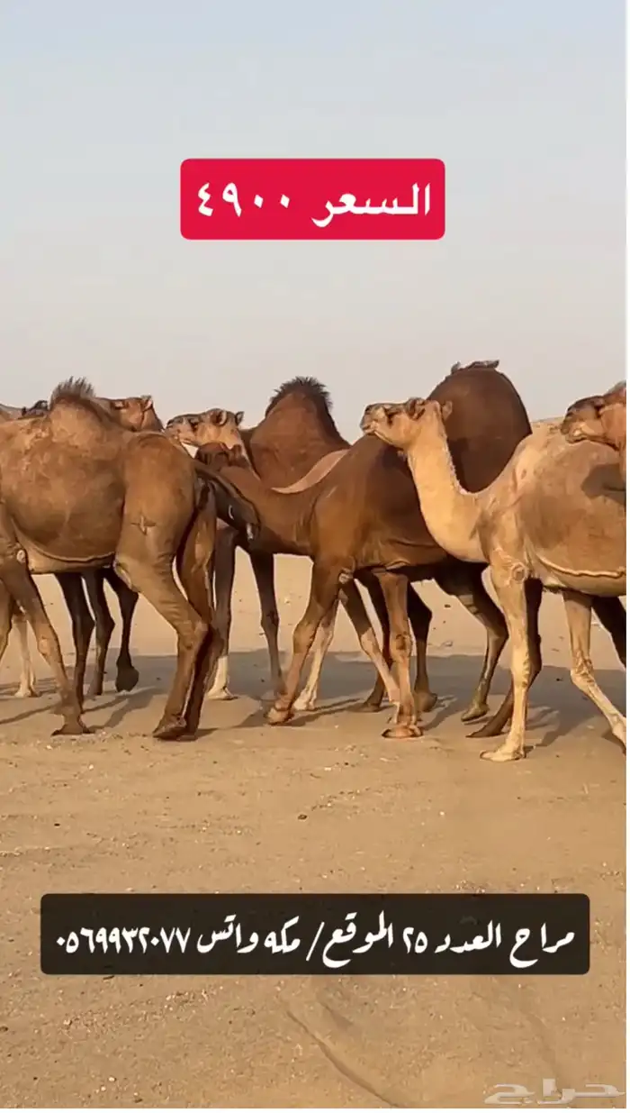 ابل نياق سواحل(( تم البيع )) 0