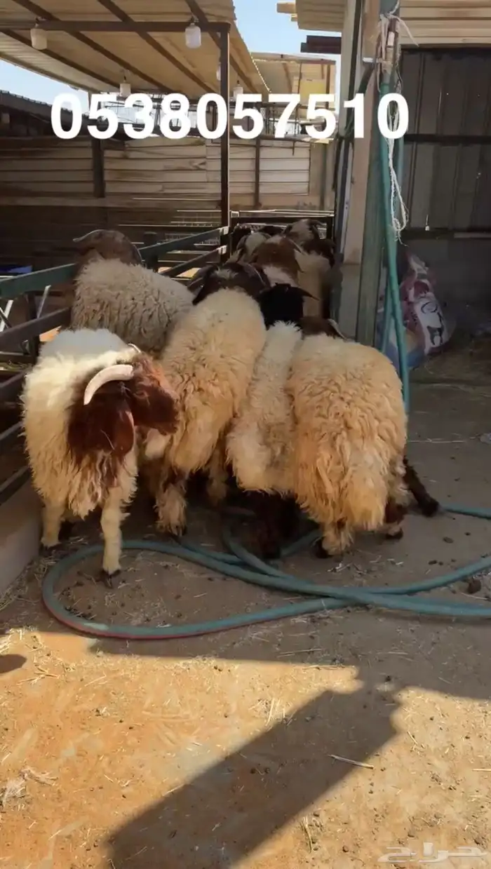 نعيمي جبر ووسط وحري جبر ووسط 3