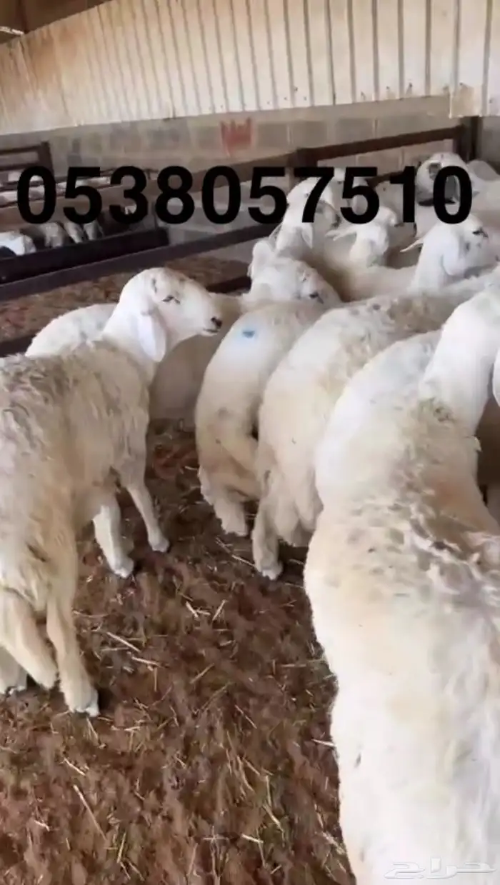 نعيمي جبر ووسط وحري جبر ووسط 13