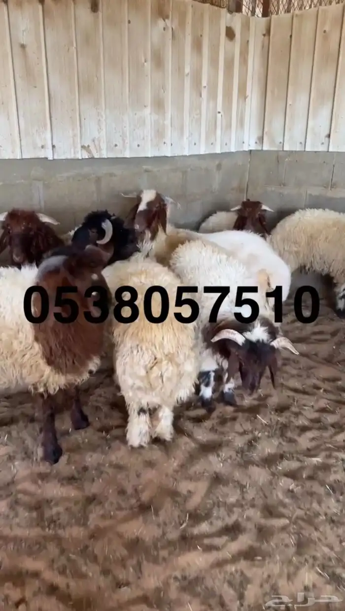 نعيمي جبر ووسط وحري جبر ووسط 11