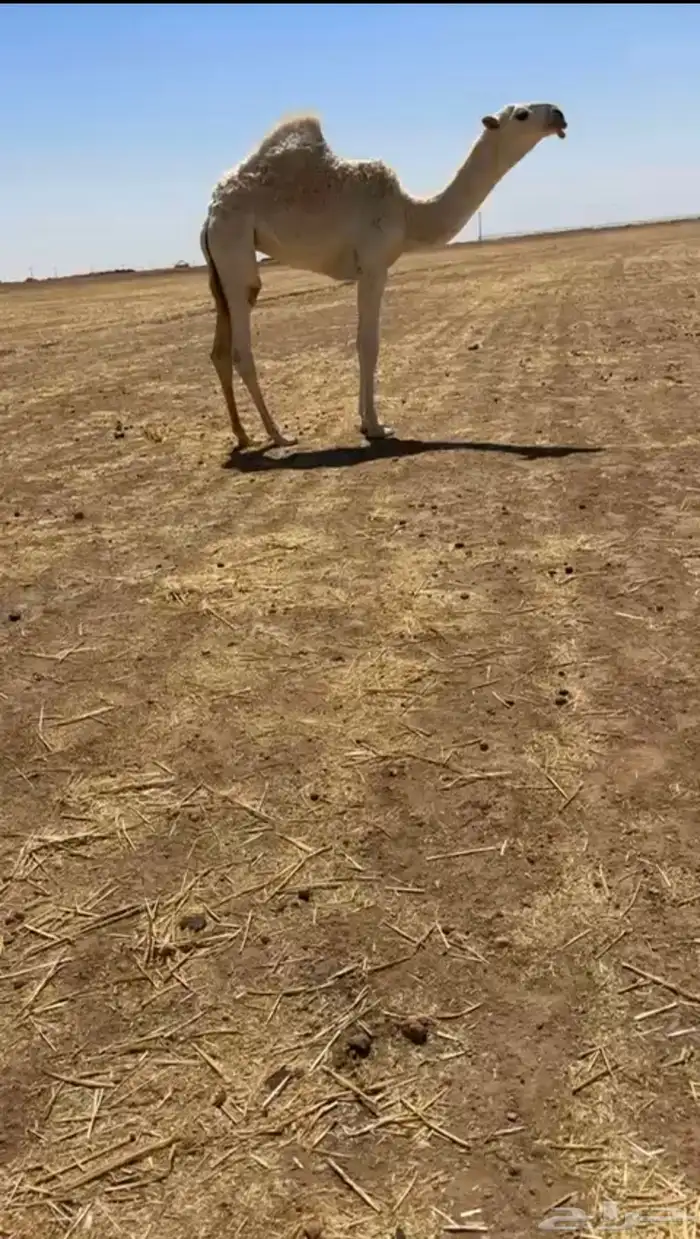 للبيع عشرا كفو تحتها بكره 1