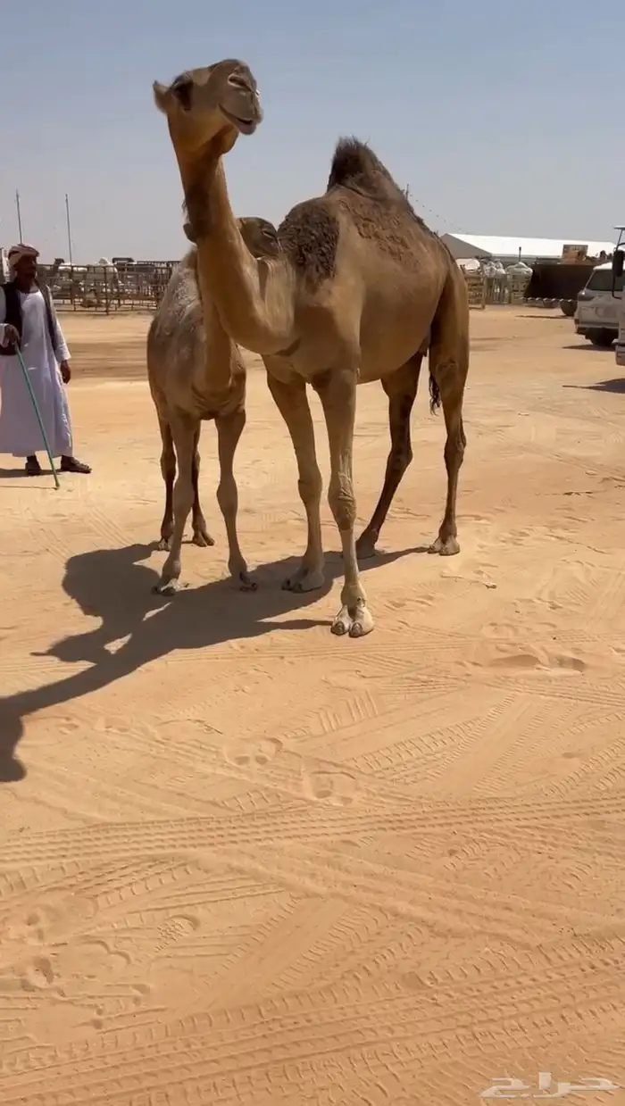 للبيع عشراء حمراء كفو 2