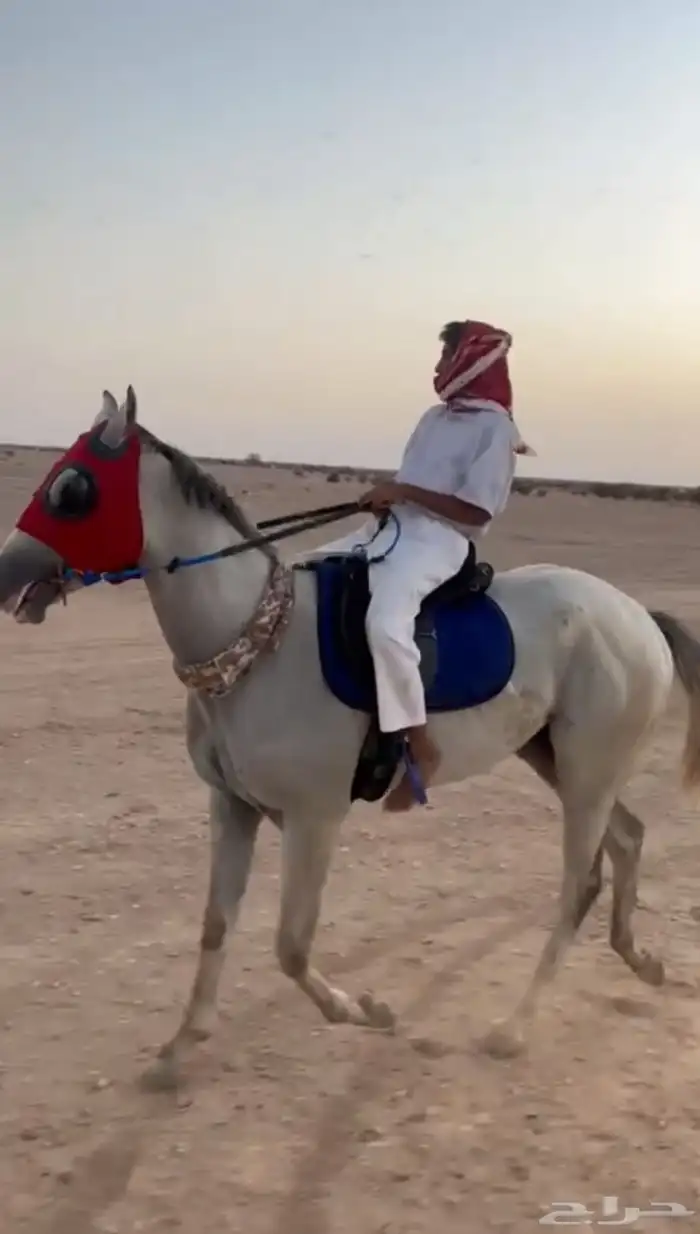 حصان سباقات بطل 7