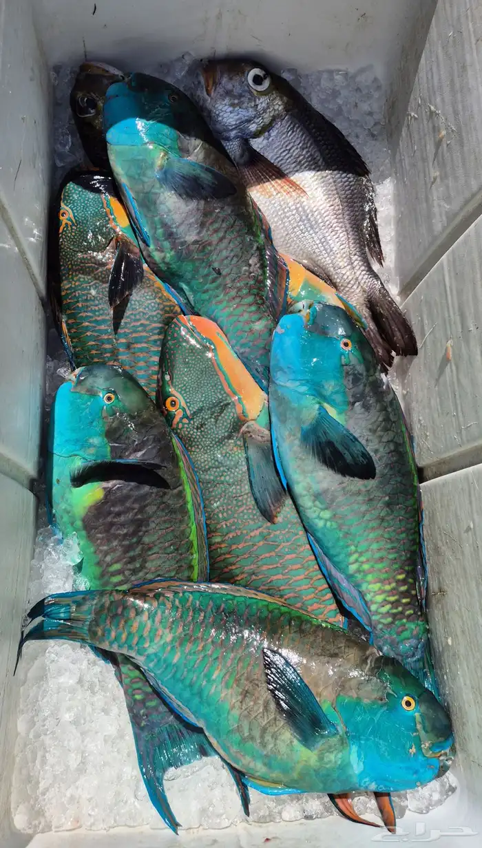 اسماك بحريه بالشكه 1