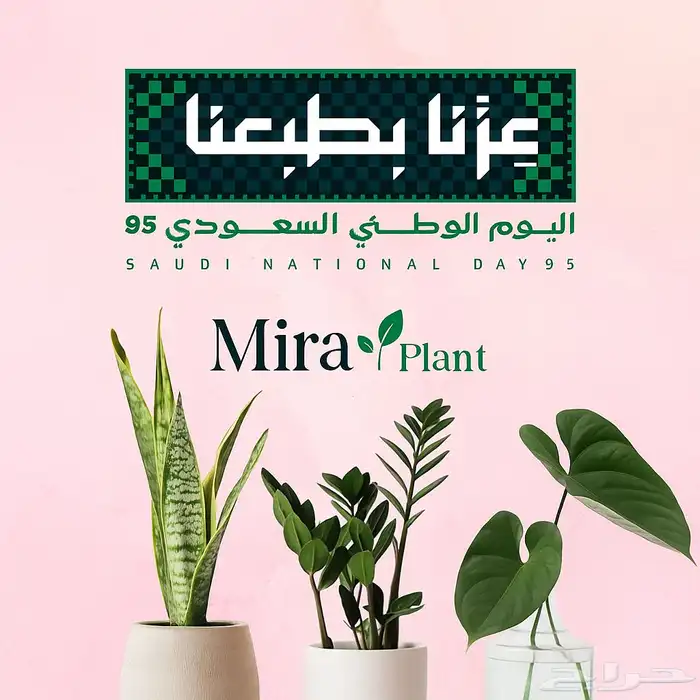نباتات داخلية 0