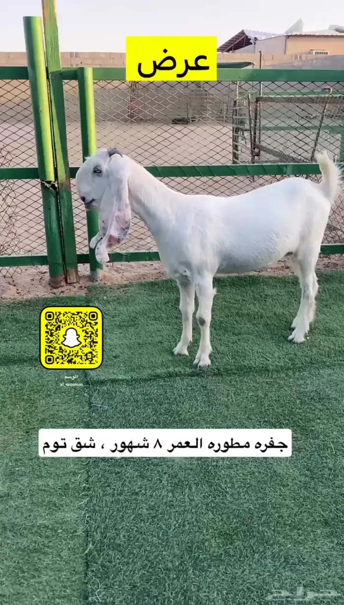 جفره مطوره 0
