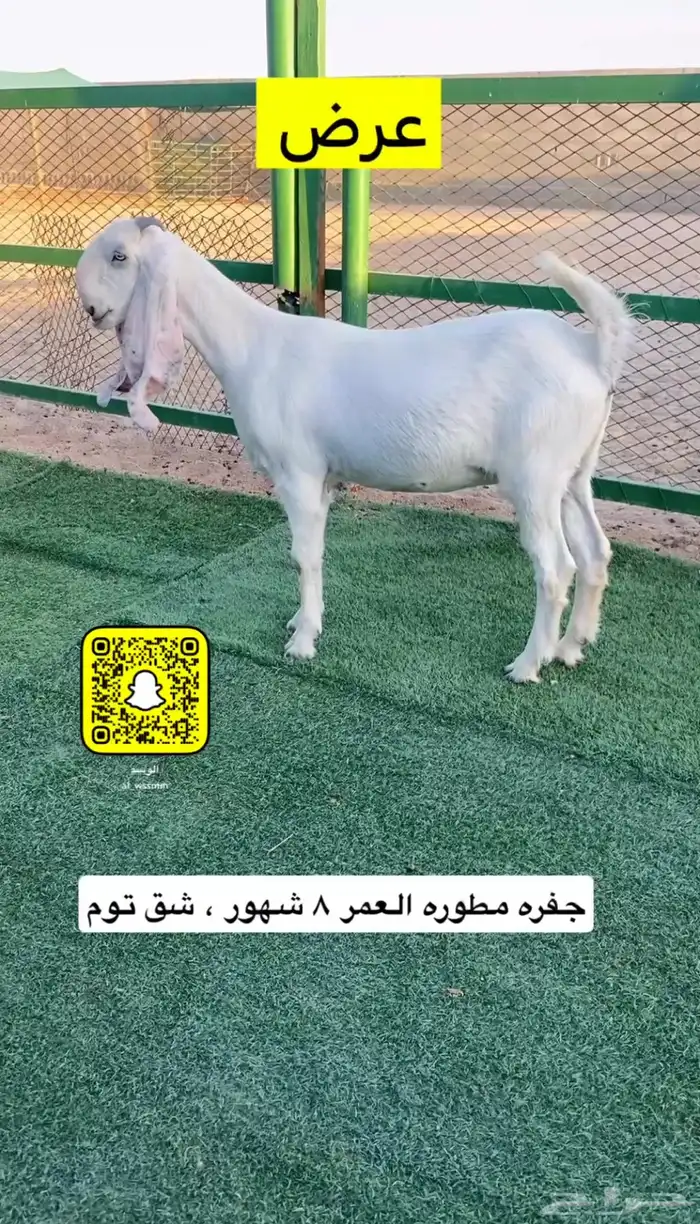 جفره مطوره 2