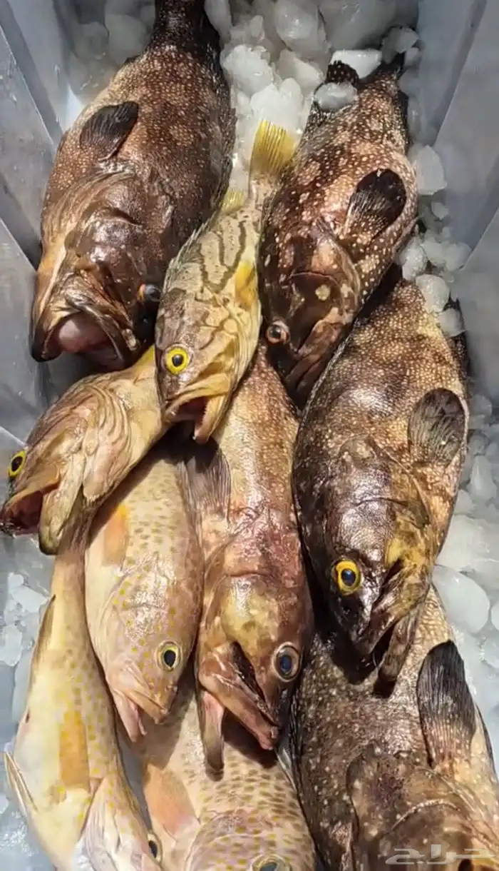 اسماك بحريه بالشكه 19