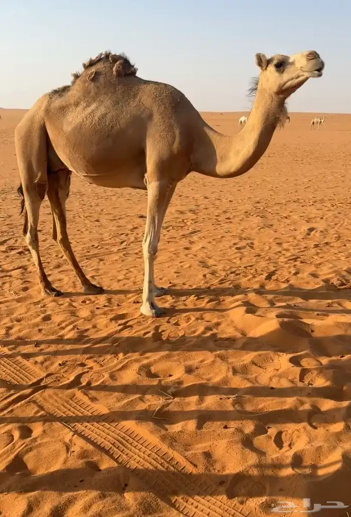 خلفه للبيع بدون ولدها 2