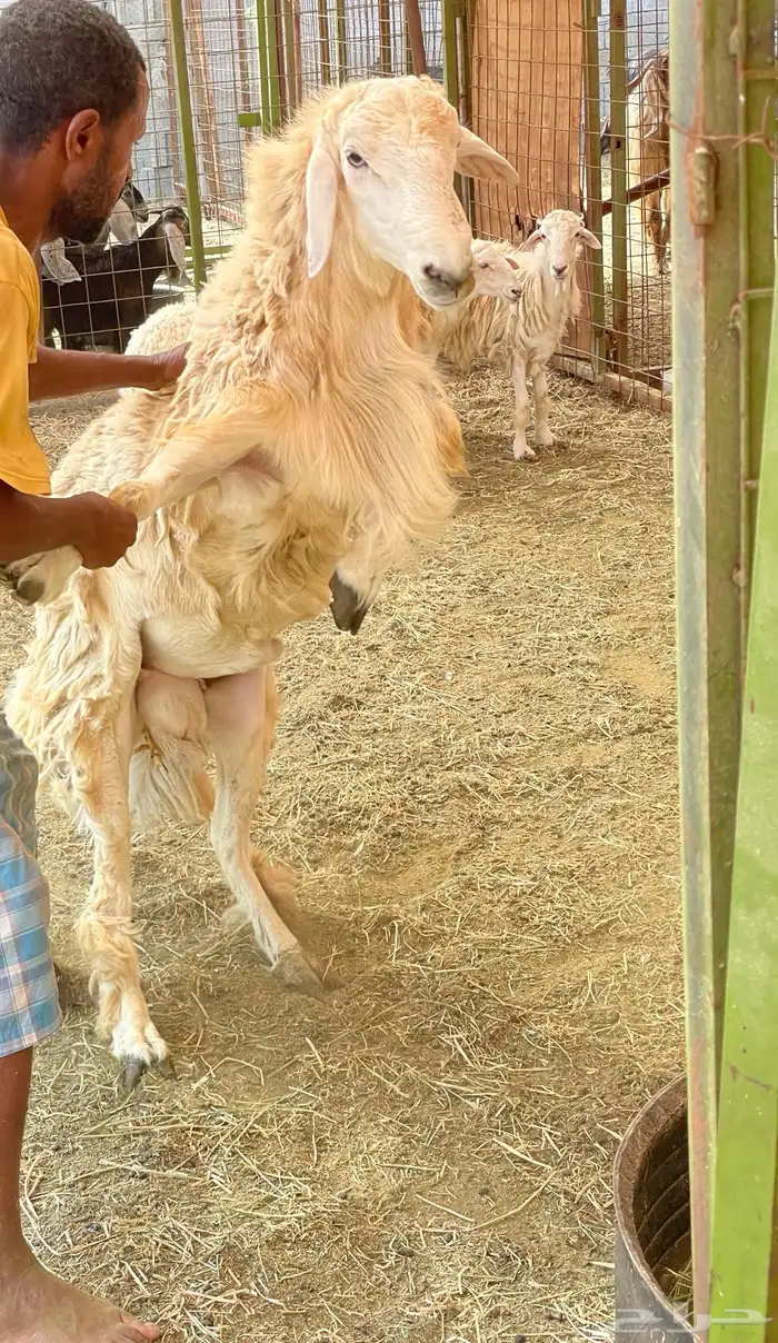 فحل حري مشروط وسنه توه مطيح الثني 1