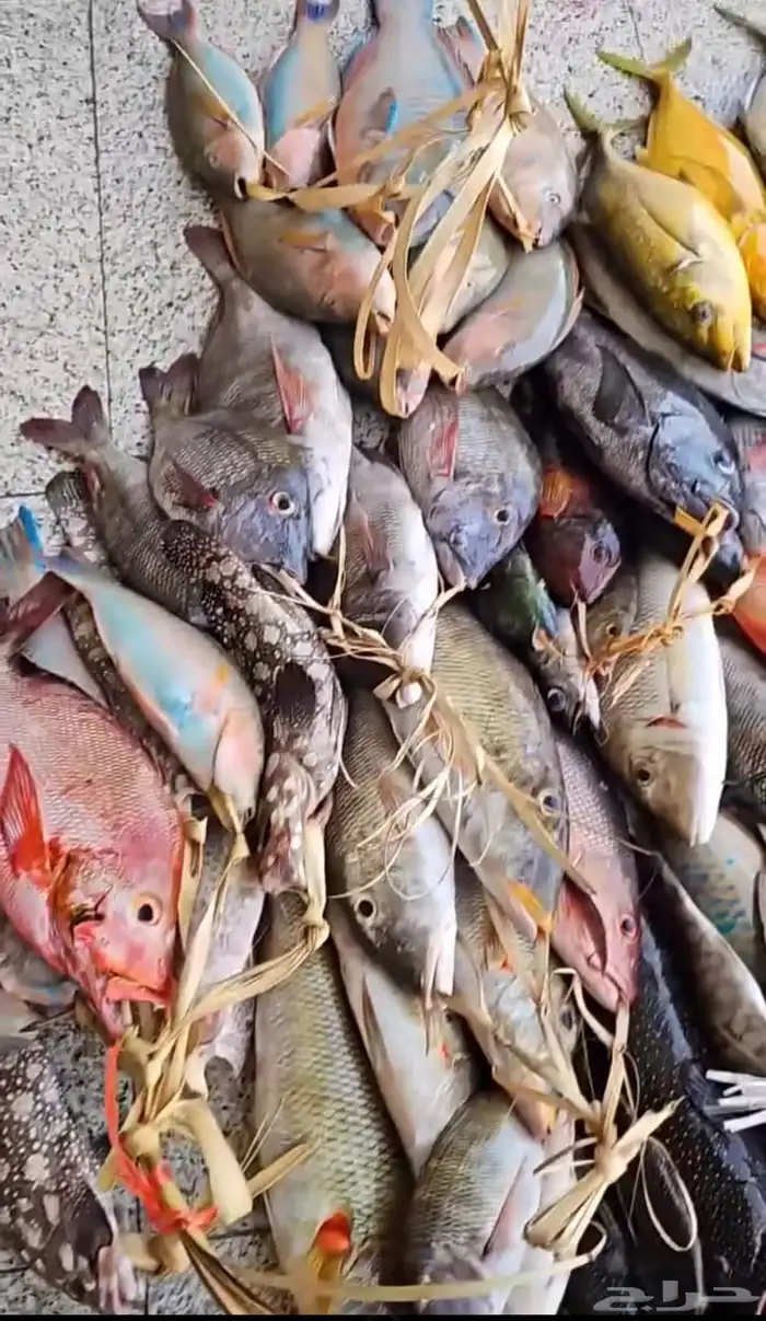 اسماك بحريه بالشكه 20