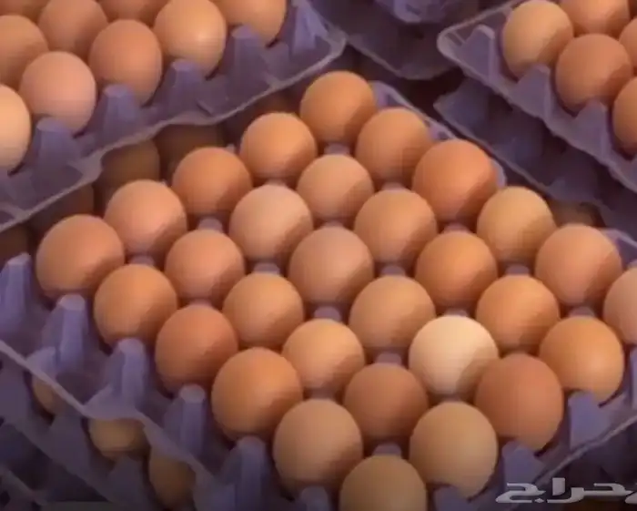 بيض دجاج لوهمان 0