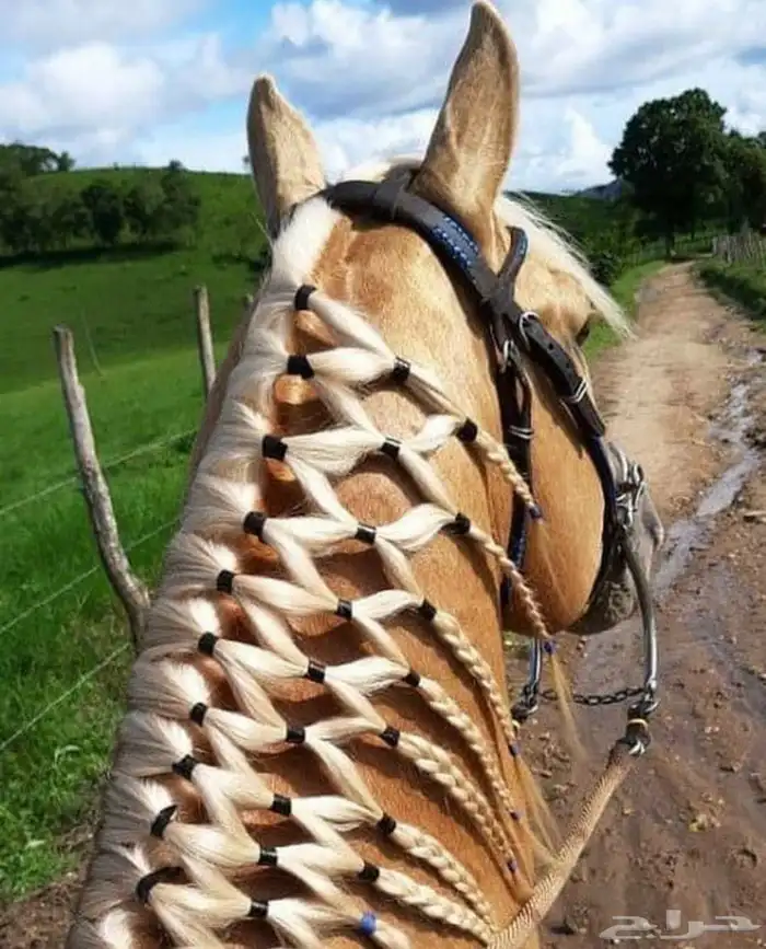 تسريح شعر خيل 9