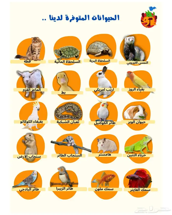 ايجار حيوانات للمدارس و المناسبات 2