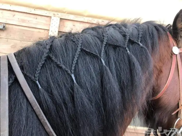 تسريح شعر خيل 7