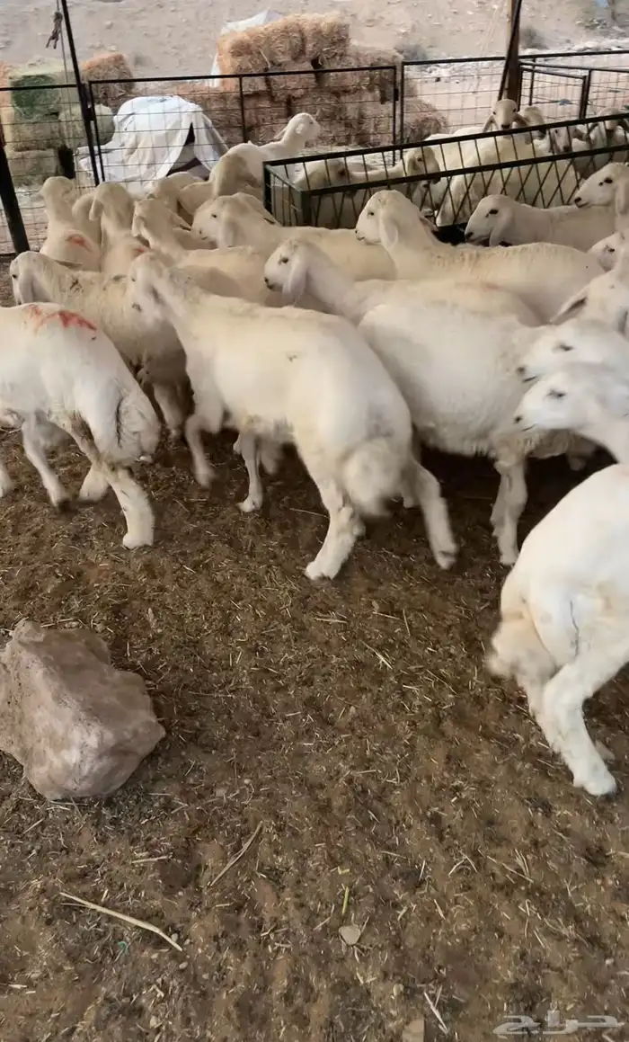 ذبايح حري هرافى نظيفة .. ( الرياض مخرج 36 ) 0