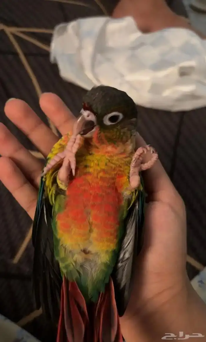 ببغاء 0