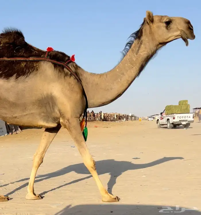 ضروبه زرقا مجاهيم نادره 0