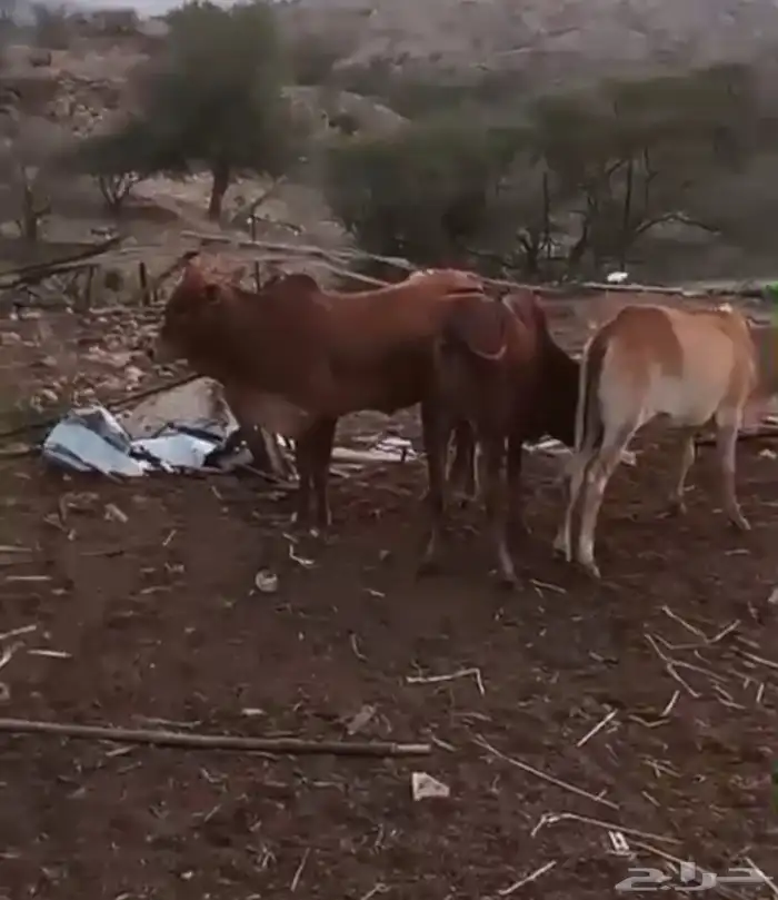 حسلان بلدي 1
