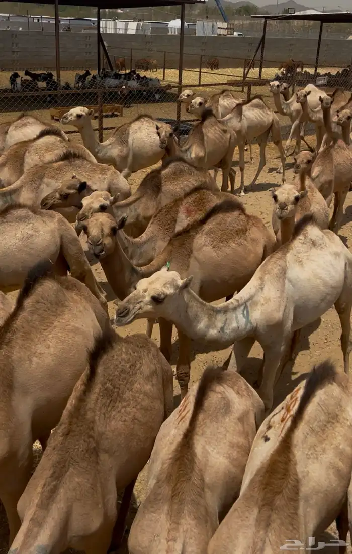 قعدان مستورده 2950 شامل التوصيل 1