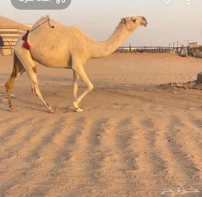 ابل منوت الي بيظرب 6