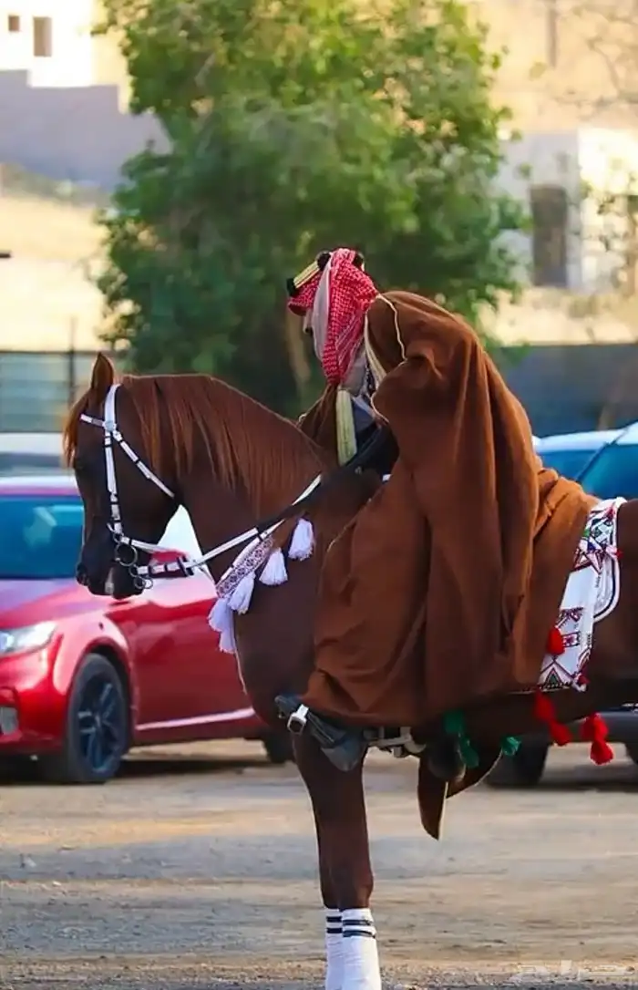 مربط نور الفهد ( ايواء غرف خيل - تدريب - بيع - شراء ) 3