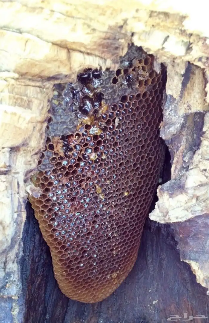 عسل سدر جبلي نخبة اولي علي الشرط 10