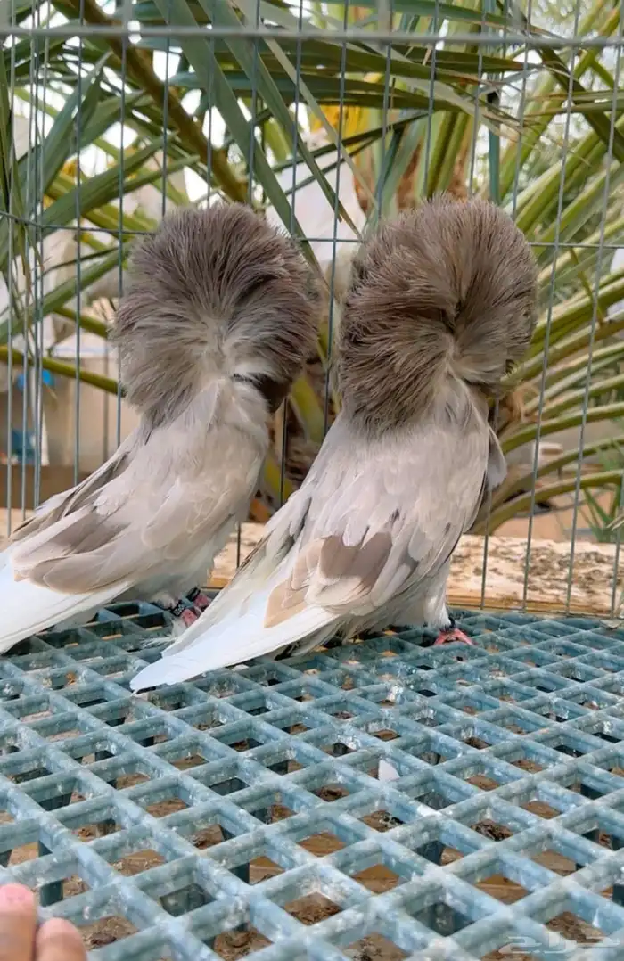 جاكوبين فواخر وشماسي امريكي 1