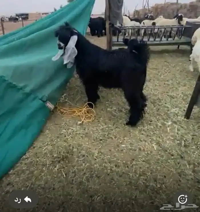 تيس فحل عارضي 0