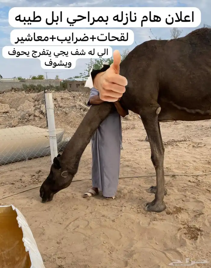 بكره ولقحات وضرايب 1