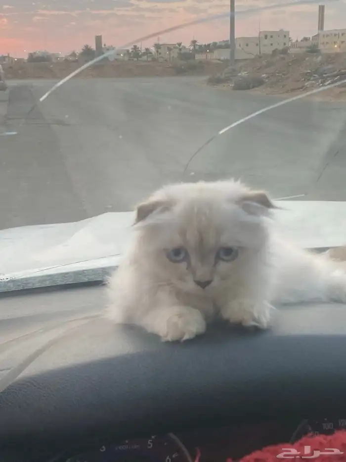 للبيع 2