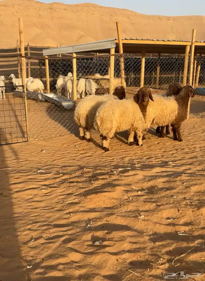 ذبائح لبيع خرفان وتيوس 1