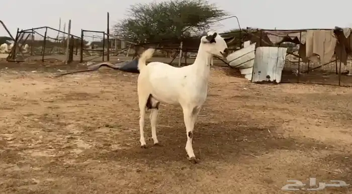 جفره بيشيه صنف الصنف 1