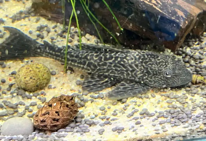 اسماك نهرية منوعة 0