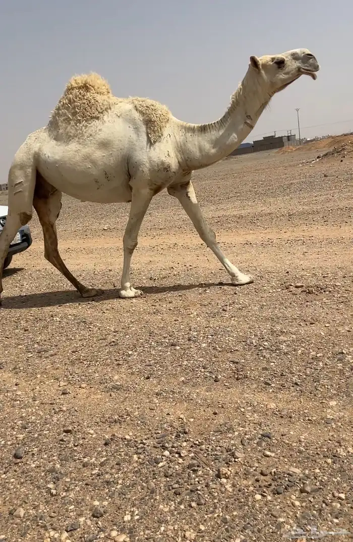 للبيع لقحه وضحى كفو 0