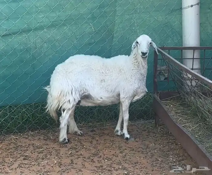 شاه حريه ذبيحه فلل شحم 2