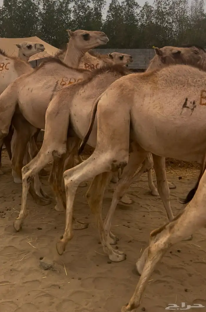 قعدان مستورده 2950 شامل التوصيل 5