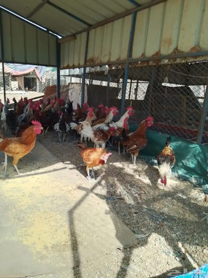 ديوك بلدي للبيع عمر 6 شهور العدد 80 10