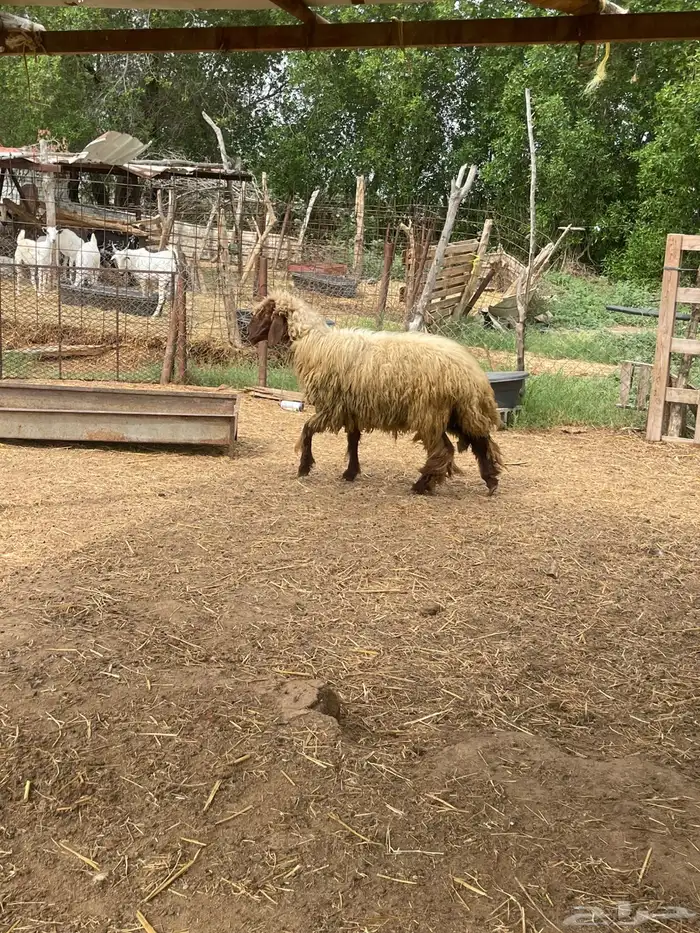 رخل نعيمي فاااخره 1