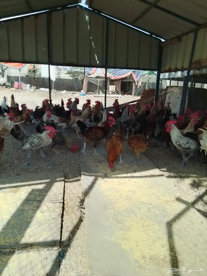 ديوك بلدي للبيع عمر 6 شهور العدد 80 9