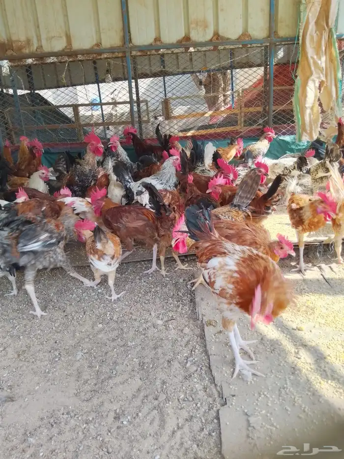 ديوك بلدي للبيع عمر 6 شهور العدد 80 13