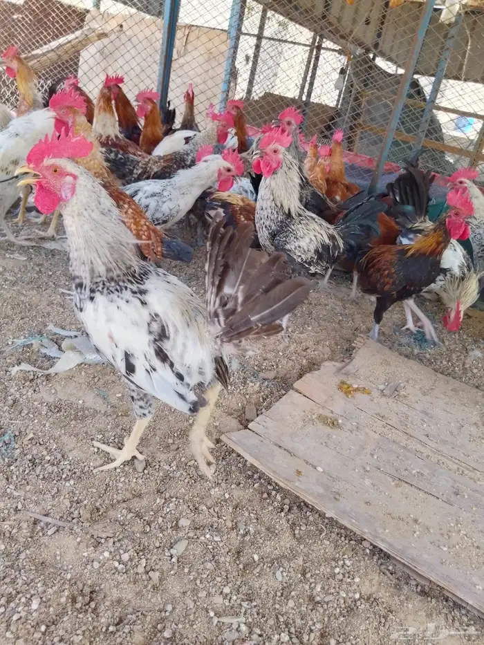 ديوك بلدي للبيع عمر 6 شهور العدد 80 3