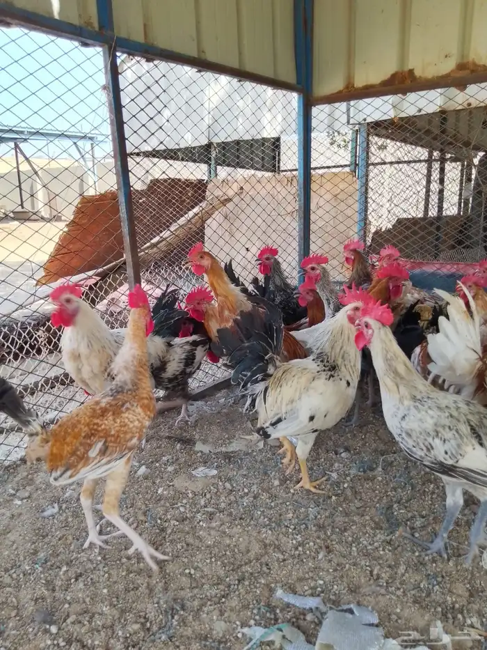 ديوك بلدي للبيع عمر 6 شهور العدد 80 4