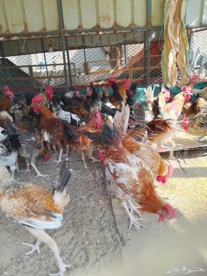 ديوك بلدي للبيع عمر 6 شهور العدد 80 12