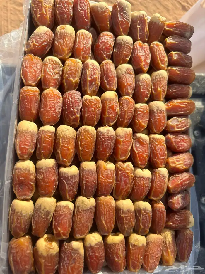 تمور صقعي طيب 2