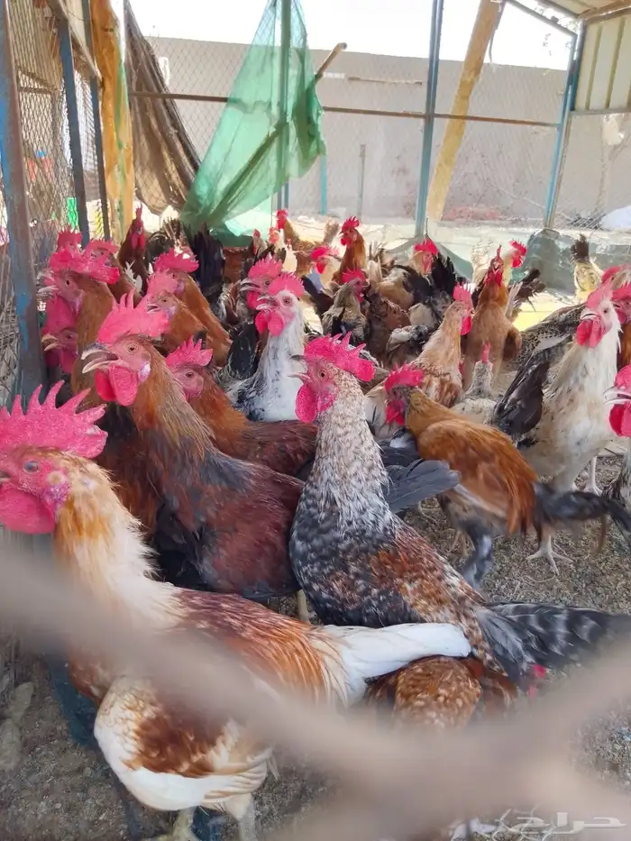 ديوك بلدي للبيع عمر 6 شهور العدد 80 5