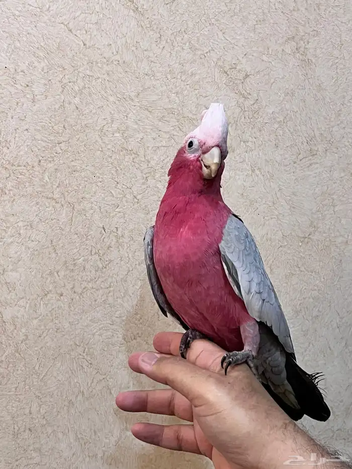 جوز كوكاتو جالا 0