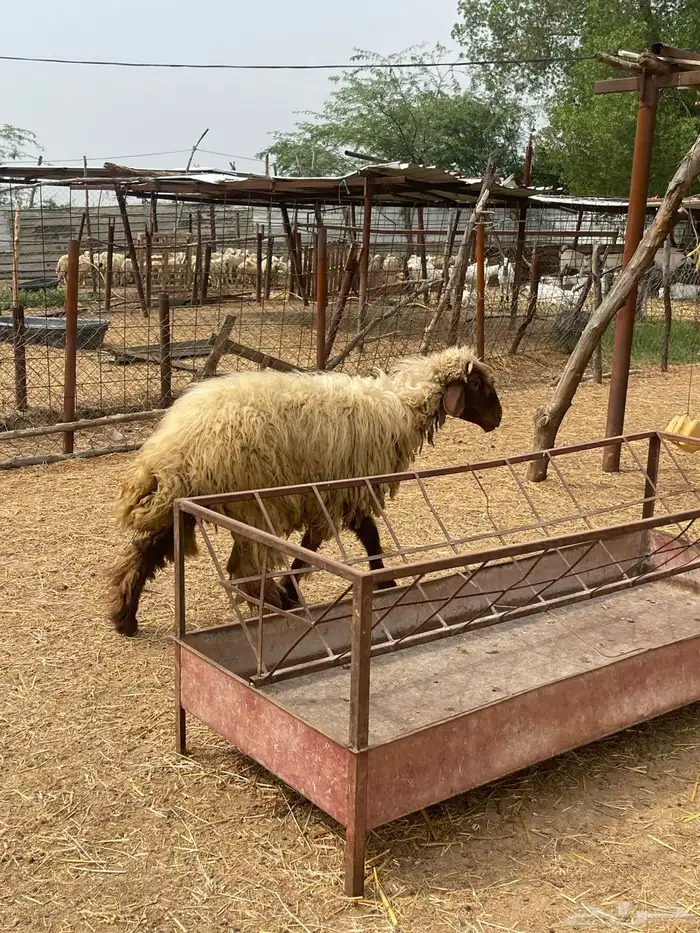 رخل نعيمي فاااخره 0