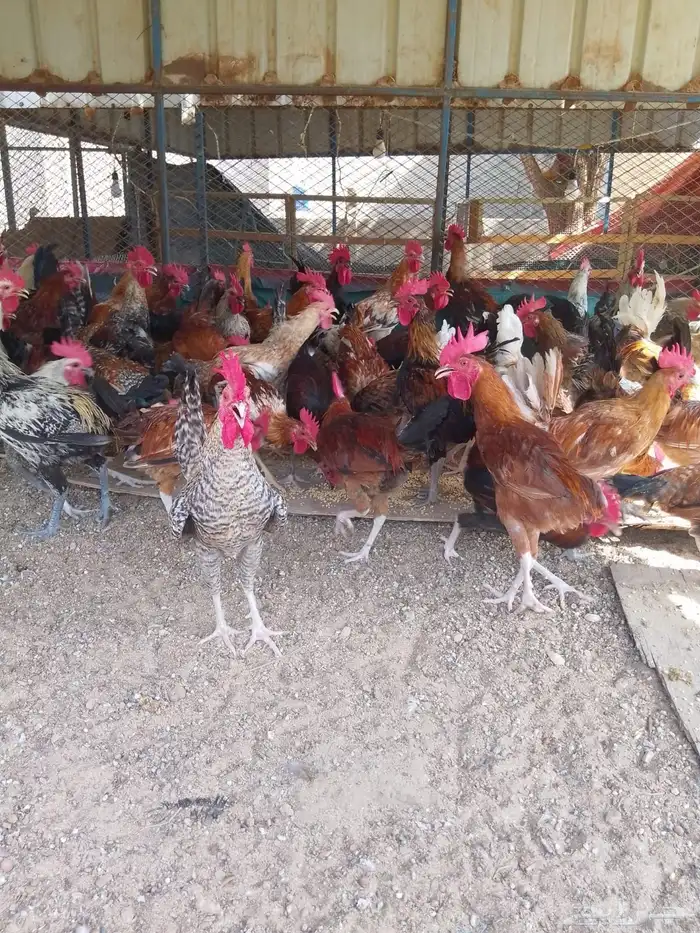 ديوك بلدي للبيع عمر 6 شهور العدد 80 0